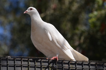 white pigeon in a dark background