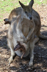 a mother kangaroo with her baby in a pouch