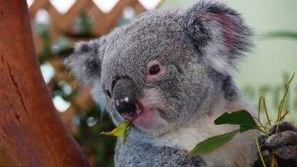 koala in a tree
