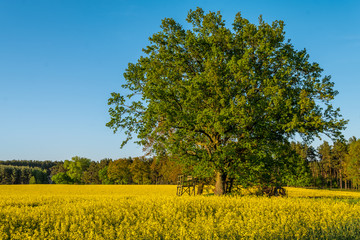 Landscape in Germany with rapeseed  blossom, old oak and a hunters seat