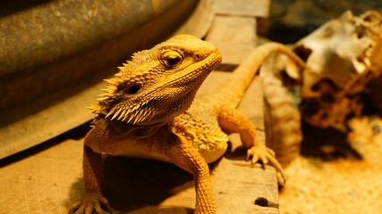 green iguana on the rock