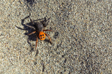 Eresus or ladybug - a poisonous spider with four dots on a red or orange back