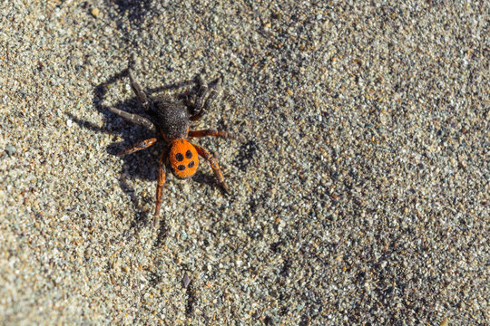 Eresus or ladybug - a poisonous spider with four dots on a red or orange back