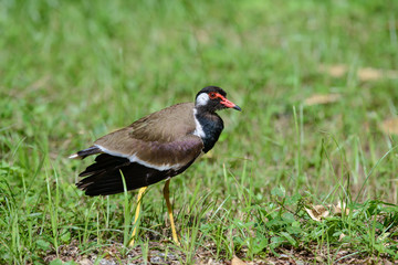 Red-wattled lapwing is an Asian lapwing or large plover, a wader in the family Charadriidae. They are ground birds that are incapable of perching.