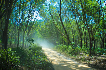 road, Rubber tree and bowl filled with latex.