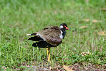 Red-wattled lapwing is an Asian lapwing or large plover, a wader in the family Charadriidae. They are ground birds that are incapable of perching.