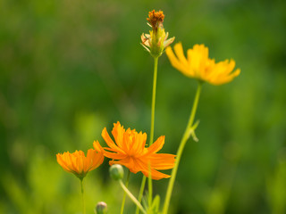 Yellow flowers in the field of flowers