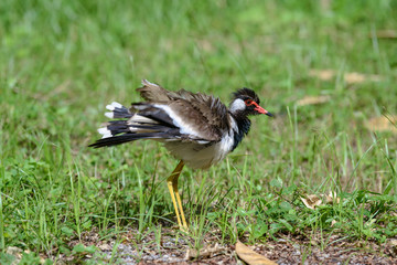 Red-wattled lapwing is an Asian lapwing or large plover, a wader in the family Charadriidae. They are ground birds that are incapable of perching.
