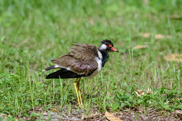 Red-wattled lapwing is an Asian lapwing or large plover, a wader in the family Charadriidae. They are ground birds that are incapable of perching.