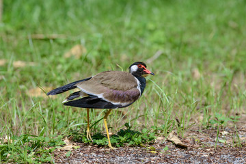 Red-wattled lapwing is an Asian lapwing or large plover, a wader in the family Charadriidae. They are ground birds that are incapable of perching.