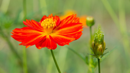 An orange flower of a calendula against green foliage