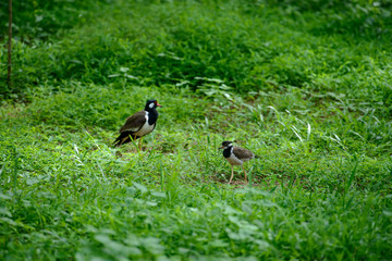 Red-wattled lapwing is an Asian lapwing or large plover, a wader in the family Charadriidae. They are ground birds that are incapable of perching.