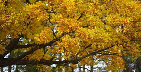 autumn yellow oak leaves
