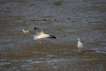 flying seagull at bangpu recreation center samut prakan thailand