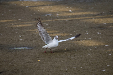 flying seagull at bangpu recreation center samut prakan thailand
