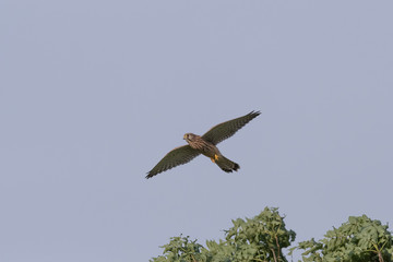 Turmfalke
