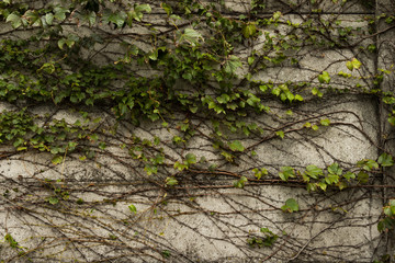 植物が生い茂っている壁