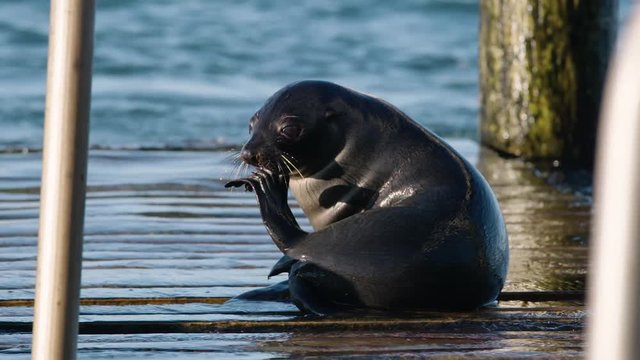 Young Australian fur seal scratching itself on a boat jetty at Bridgewter Bay, Australia - HD 30P.
