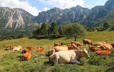 so many cows squatting on the lawn means that in a while it will rain