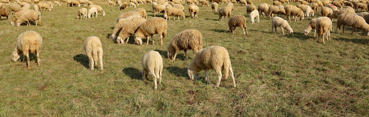 flock of sheep grazing in the large meadow