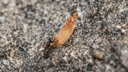 Ameise bei der Arbeit