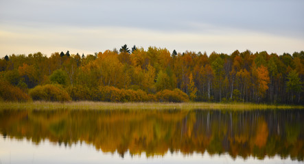 reflection of autumn forest in water
