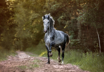 Arabian stallion running free in the morning forest.
