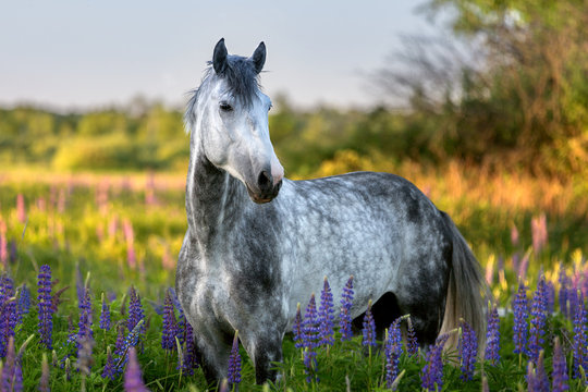 Fototapeta Portrait of a purebred Arabian horse among lupine flowers.