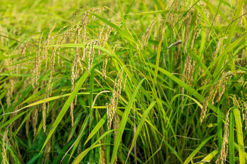 岩手県北上市金ヶ崎町