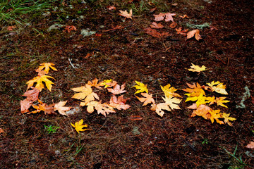 for the love of nature