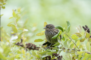 bird on tree branch