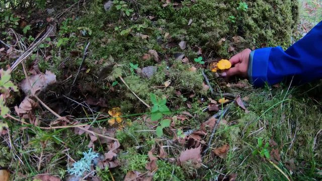Woman picking chanterelles in the woods during autumn.