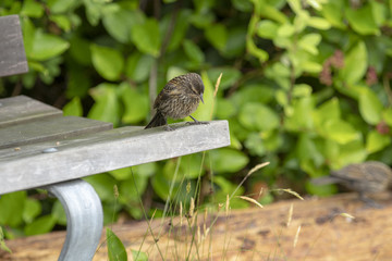 sitting bird