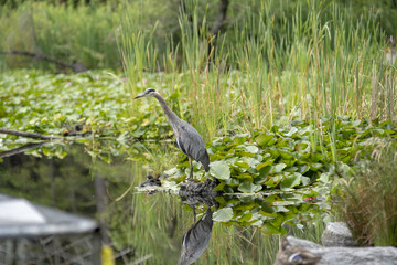 heron bird in the nature