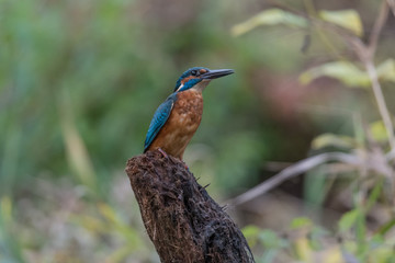 Eisvogel