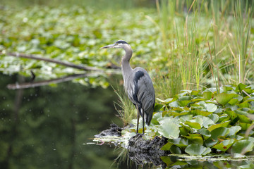 heron bird in the nature