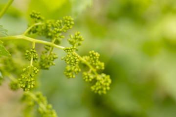 Close up of young branches of grapes in vineyard with selective focus.