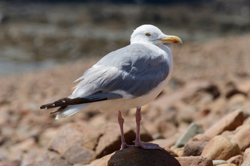 Fototapeta premium Ile de Bréhat