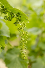 Close up of young branches of grapes in vineyard with selective focus.