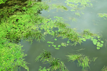 Surface of water covered with plants