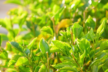 Tropical bush with green leaves on sunny day, closeup