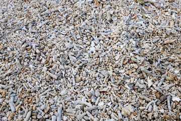 Coral Texture. Coral beach.