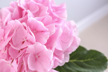 Beautiful pink hydrangea flowers, closeup