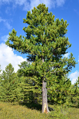 Большое кедр на Алтае летом