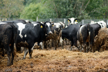 Black and white cows on dairy farm. Agriculture industry, farming and animal husbandry