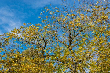Autumn background. Autumn background from the tops of yellowed foliage.