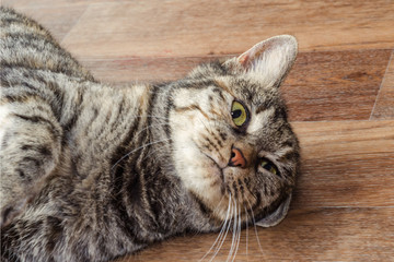 gray cat lying on the floor, close-up