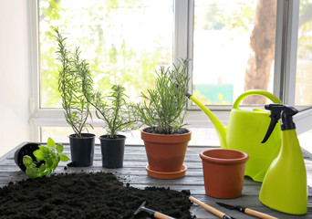 Pots with fresh aromatic herbs, soil and gardening equipment on wooden table near window