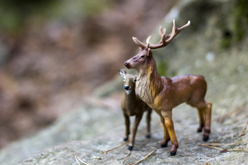 cerf et biche en Forêt de Fontainebleau