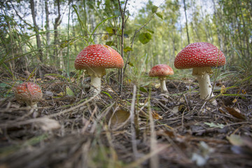 Toadstools in the grass.